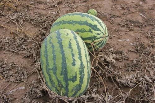 吃瓜的小苏,揭秘娱乐圈幕后故事