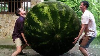 吃瓜世界纪录,揭秘世界最大吃瓜记录背后的故事