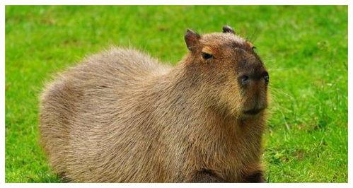 水豚最新吃瓜视频,萌态可掬，瓜界新宠