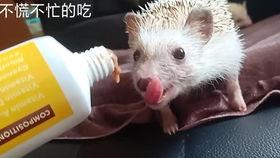 小迷糊吃瓜,揭秘娱乐圈那些不为人知的幕后故事