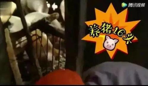 吃瓜喂猪的主播,揭秘网络红人的另类魅力