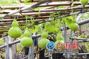 吃中药时可以吃葫芦瓜吗