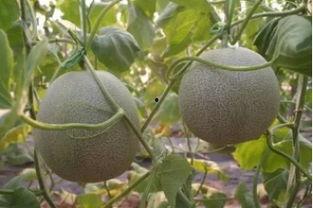 秋天吃网纹瓜,网纹瓜的甘甜诱惑