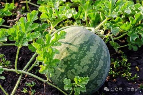 吃瓜全过程,一场吃瓜全过程的趣味回顾