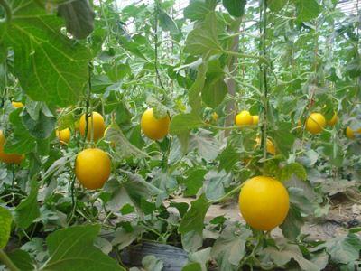 梦到瓜地吃甜瓜,甜蜜瓜果的奇幻之旅