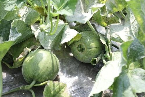 瓜什么季节吃最好,揭秘最佳食用季节的瓜类美味