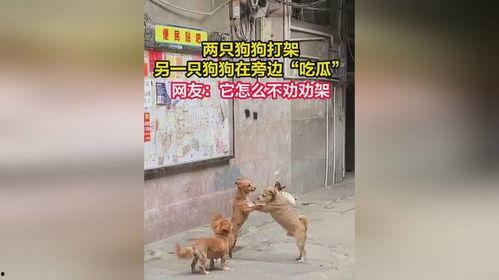 人打架狗吃瓜,一场别开生面的街头冲突