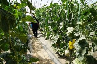 潍坊吃瓜视频吧,揭秘当地美食文化，带你领略潍坊风味