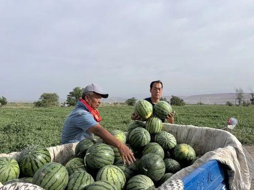 杭州天天吃瓜事件