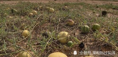 遍地吃瓜的猹,揭秘网络热议背后的真相