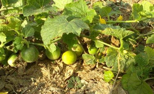 屎瓜怎么吃视频,跟随视频学习独特烹饪技巧