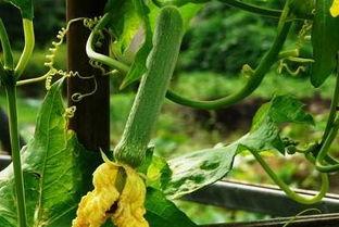 在皇帝旁边吃瓜