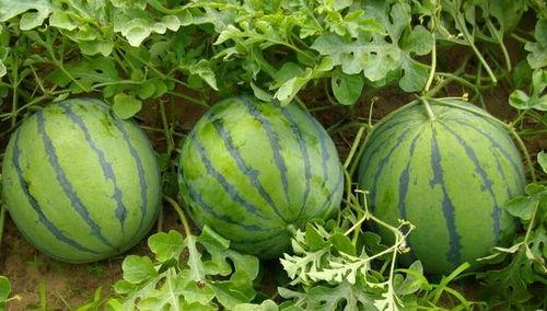 可乐加吃瓜,夏日消暑新风尚