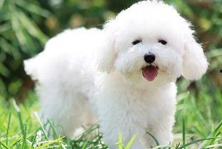 比熊吃瓠瓜,解锁瓠瓜新吃法