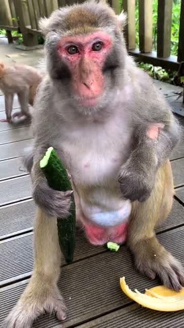 猴子吃瓜道具,趣味道具演绎欢乐食瓜记