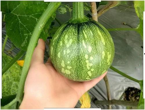 小芸吃瓜,揭秘娱乐圈那些不为人知的幕后故事