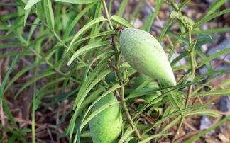 梢瓜可以怎样吃